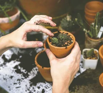 Conversar com as plantas ajuda no crescimento delas?