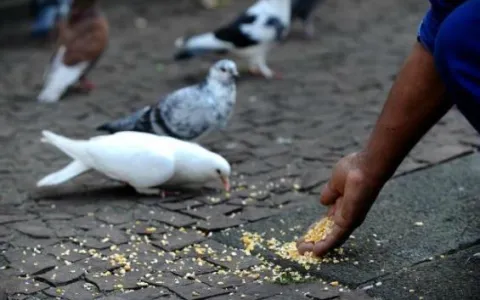 Saúde Pública é a principal razão da lei de Natalini que proíbe alimentar pombos urbanos
