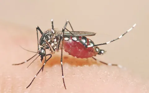 ​Dengue: campanha mobiliza a população contra cria