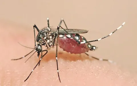 ​Casos de dengue aumentam na região