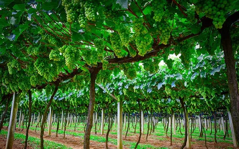 São Roque: turismo rural e roteiro de vinhos atrai 600 mil pessoas por ano