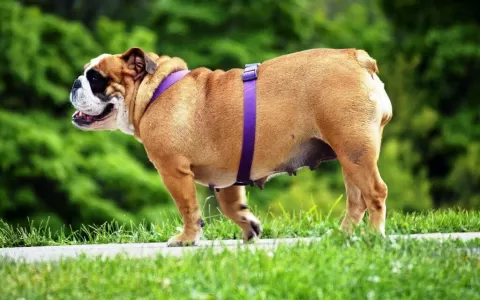 Cães obesos vivem dois anos a menos que cães saudá