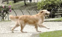 ​Cães sem coleira atacam moradores em praças públicas