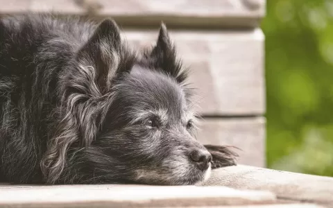 Sintomas de osteoartrite em cães pioram no inverno