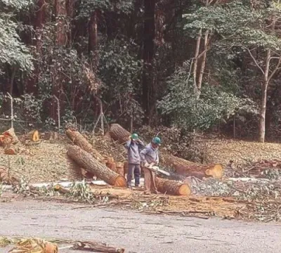 ​População aponta novos cortes de árvores no Instituto Butantan