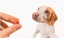 ​Vermifugação de cães é cercada de mitos: entenda o procedimento correto