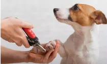 ​Pets: saiba como e por que é importante cortar as unhas do seu cachorro