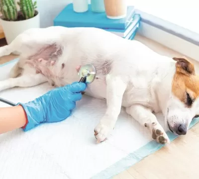 ​Check-up Pet: exames preventivos ajudam a manter a saúde dos animais de estimação em dia