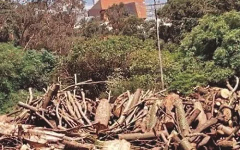 ​Polêmico piscinão vai derrubar as árvores da Praça Roberto Gomes Pedrosa
