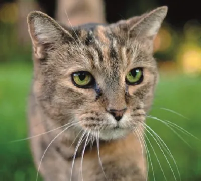 ​Gatos: curiosidades e cuidados para preservar a saúde dos felinos