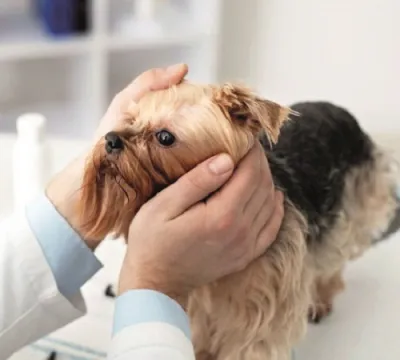 ​Ceratoconjuntivite seca prejudica a saúde ocular dos pets 