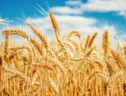 Produtores de trigo ganham novo aliado para o controle de doenças