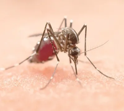 Dengue: conheça os principais cuidados, sintomas e tratamento