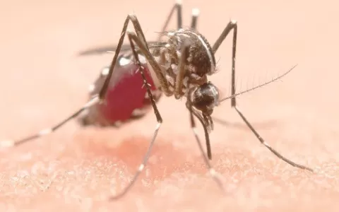 Dengue: conheça os principais cuidados, sintomas e