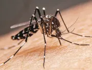 ​Repelentes corporais ajudam a afastar o mosquito 