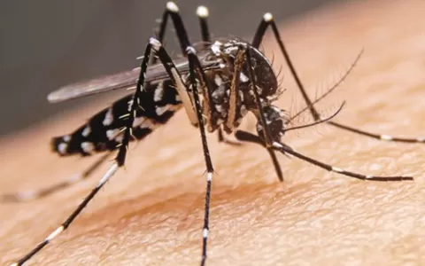 ​Repelentes corporais ajudam a afastar o mosquito 