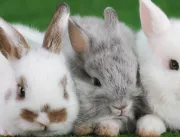 Grupo Petz suspende venda de coelhos na Páscoa