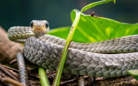 Butantan: conheça a cobra-cipó, a serpente que gos