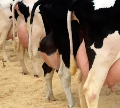 Mastite afeta a produção de leite, prejudica o bem