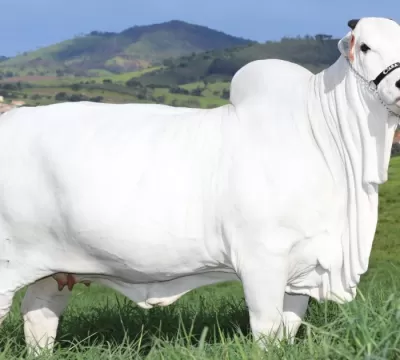 Prenhez de Viatina-19, a vaca mais valorizada do m