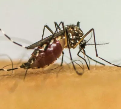 Dengue: Minas Gerais decreta fim da emergência em 