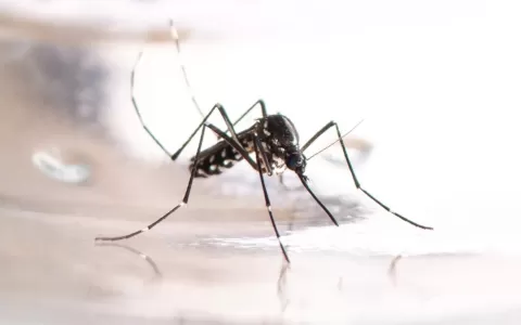 Mosquito da dengue também é nocivo para os pets