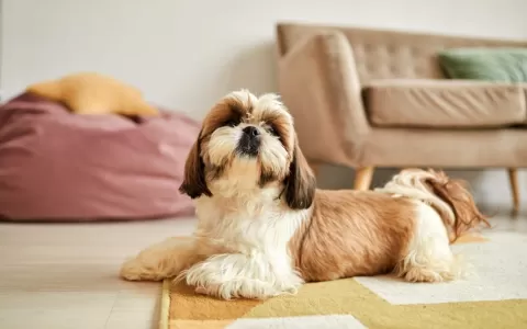 10 Cachorros Perfeitos para Apartamento: Descubra 