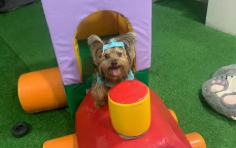 Dogdog Maison Pet: O Novo Conceito de Cuidados e B