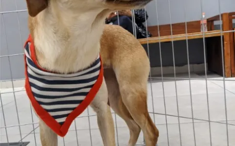 Raposo Shopping realiza feira de adoção de cães no Abril Laranja