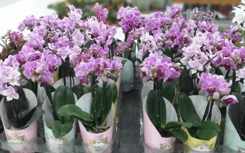Feira de Orquídeas está de volta no Passeio Shoppi