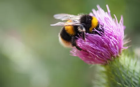 Aquisição de abelhas sem ferrão em extinção impuls