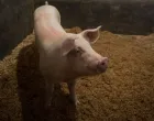 Equipe da USP tenta gerar porcos geneticamente mod