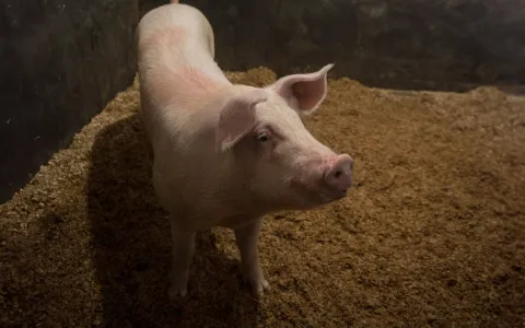 Equipe da USP tenta gerar porcos geneticamente mod
