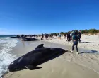 Mais de 100 baleias encalham em praia da Austrália