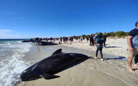 Mais de 100 baleias encalham em praia da Austrália