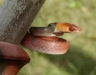 Serpentes evoluíram em taxa mais rápida e em forma
