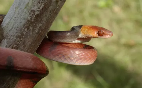 Serpentes evoluíram em taxa mais rápida e em forma