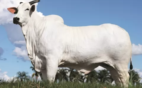 Vaca Donna FIV CIAV foi valorizada em R$ 15,5 milh
