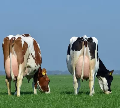 Reprodução e sanidade de bovinos leiteiros foram p