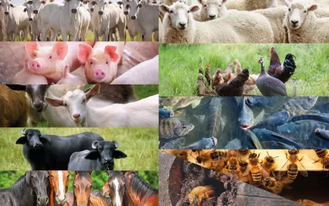 Sanidade animal: campanha de atualização de rebanh