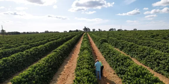 Agricultor de Minas Gerais aumenta produção de caf