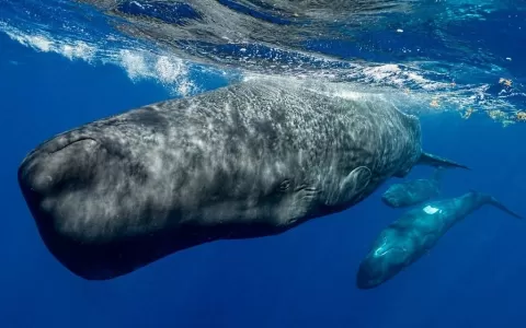 Conversas entre baleias podem ter semelhanças com 