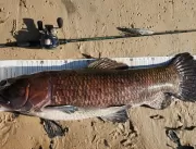 Maior trairão do mundo é pescado em rio no Pará 