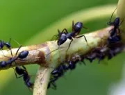 Estudo com formigas revela efeitos do pasto na div