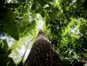 Plano contra desmatamento na Amazônia recebe suges