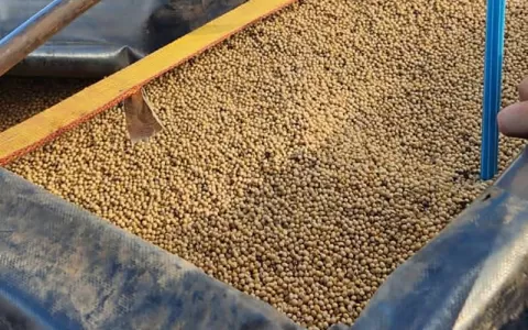 Sefa apreende 100 toneladas de soja em Conceição d
