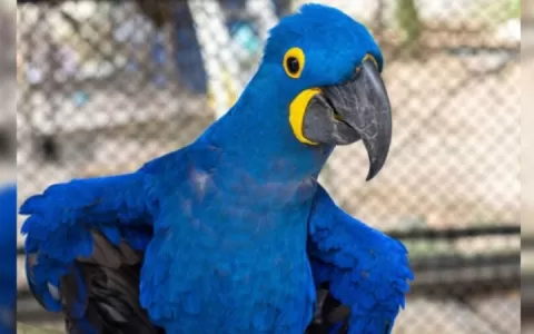 Arara-azul já pode ser visitada no Mangal das Garç