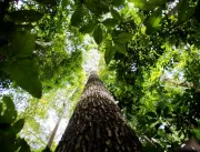 Governo avança em PPI da Floresta Nacional de Huma