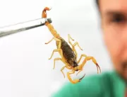 Saiba o que fazer se for atacado por um escorpião