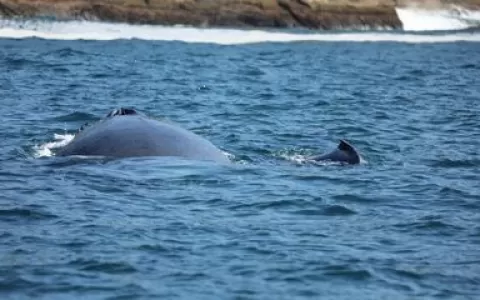 Costa fluminense é corredor migratório de baleias-
